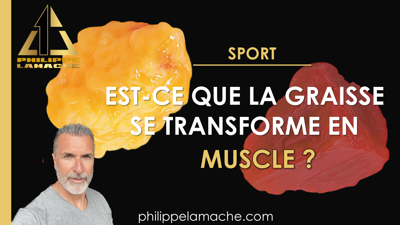 Est-ce que la graisse se transforme en muscle ?